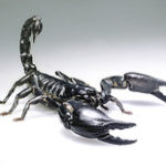i-schwarzer-asienskorpion