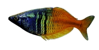 regenbogenfische
