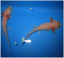 axolotl/Ambystoma mexicanum