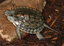 chinesische streifenschildkröte
