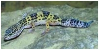 leopardgecko/Eublepharis macularius